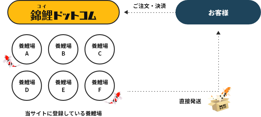 完全会員制錦鯉直接販売専門サイト