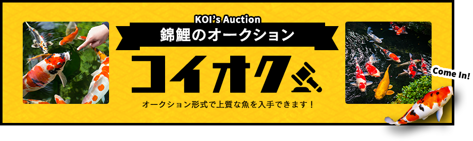 KOI's Auction