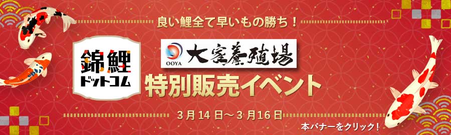 KOI's Auction