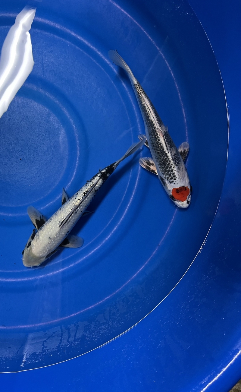 ムチムチボディー銀鱗落ち葉 錦鯉 180 - 魚類、水生生物