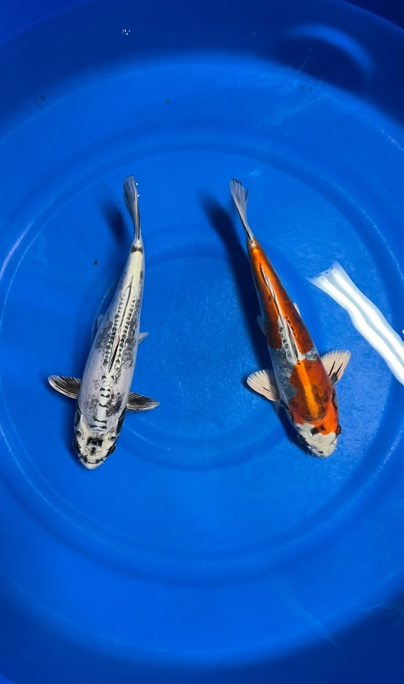丹頂麒麟 45cm 和田養鯉場産 NO1532 - 魚類、水生生物