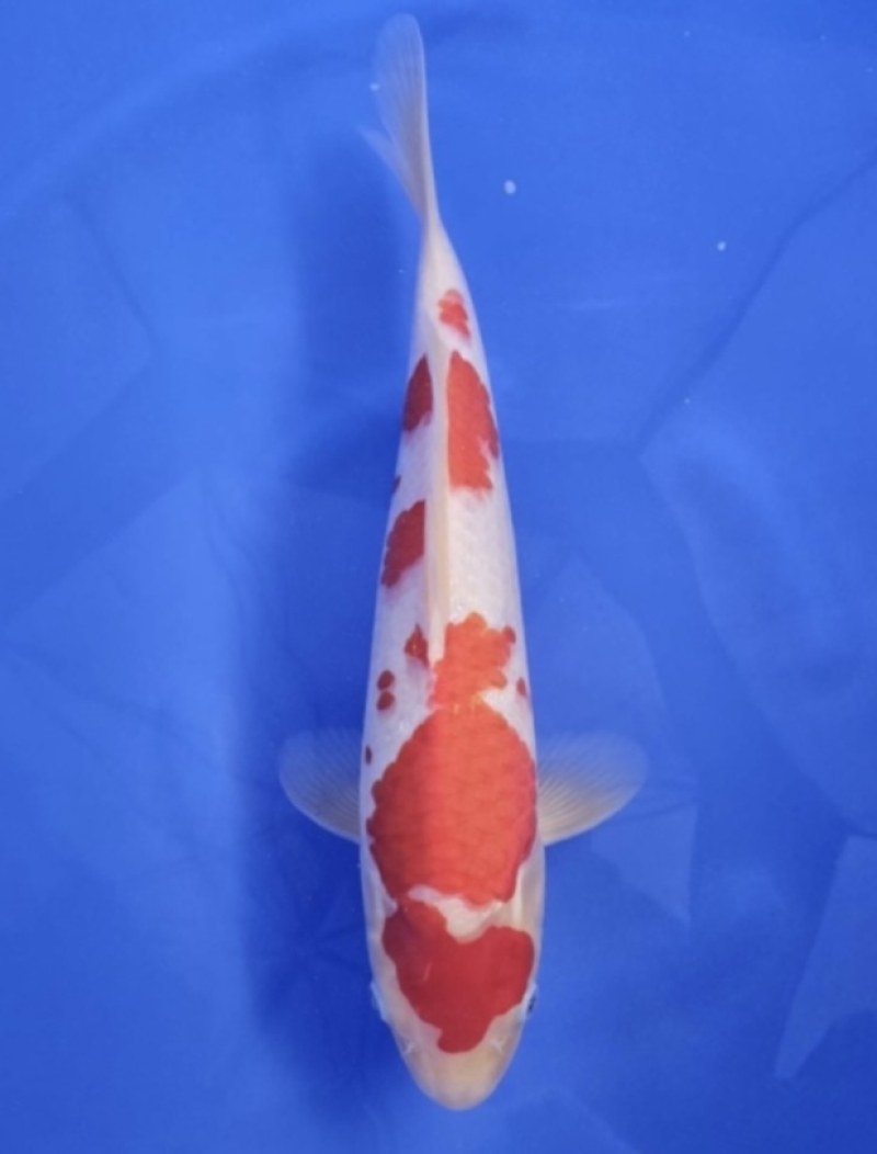 ☆いいこい☆MDS517 ※立て鯉祭り※ 紅白 当歳38cm【錦鯉 丸
