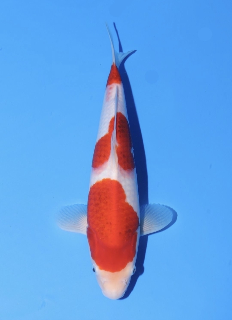 藍衣