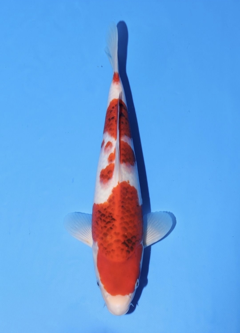 藍衣