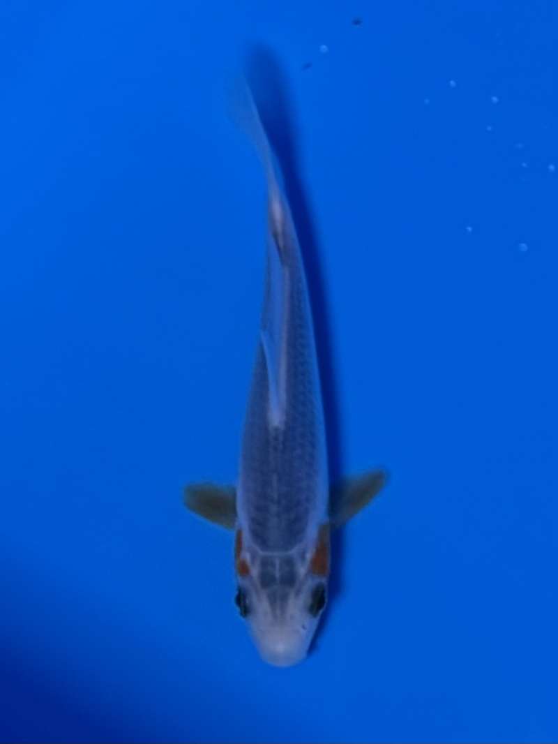 浅黄