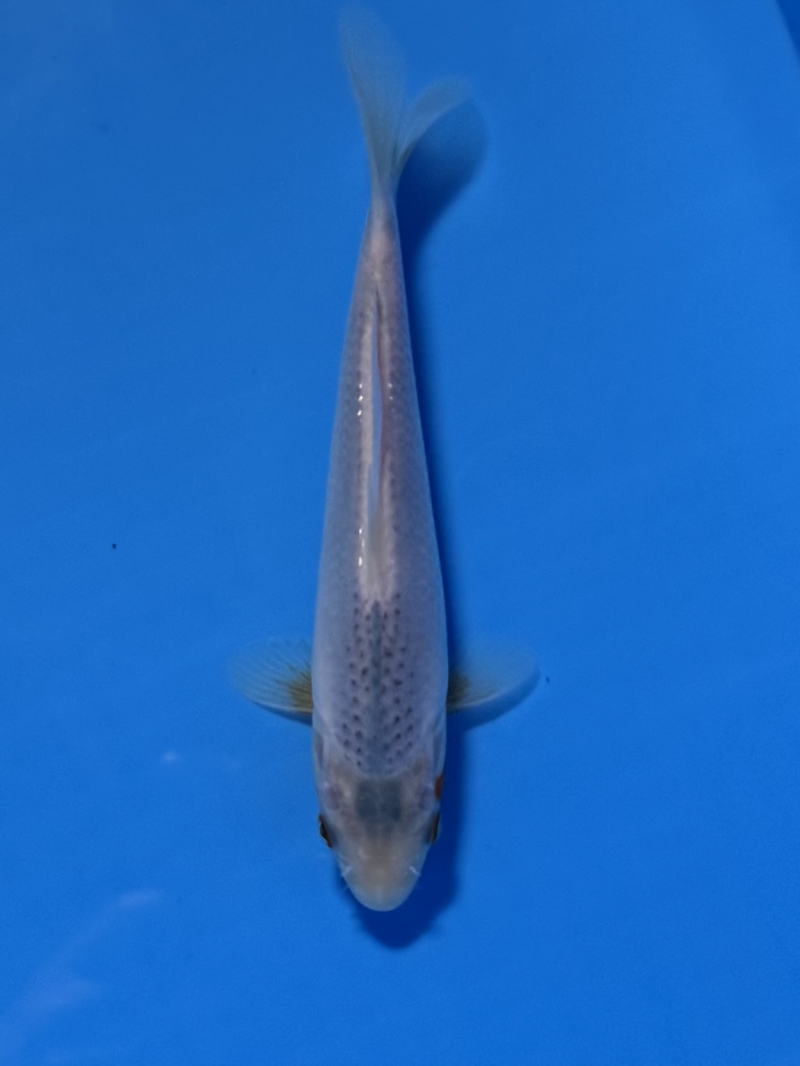 浅黄