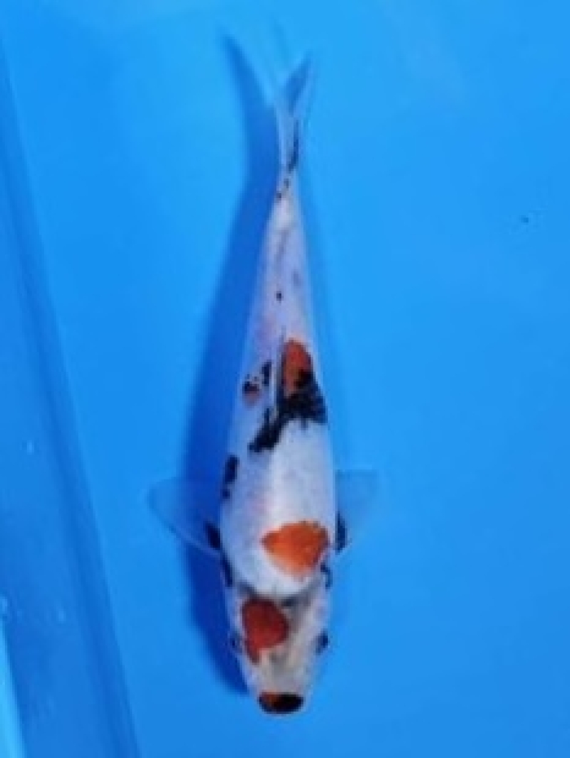 昭和三色