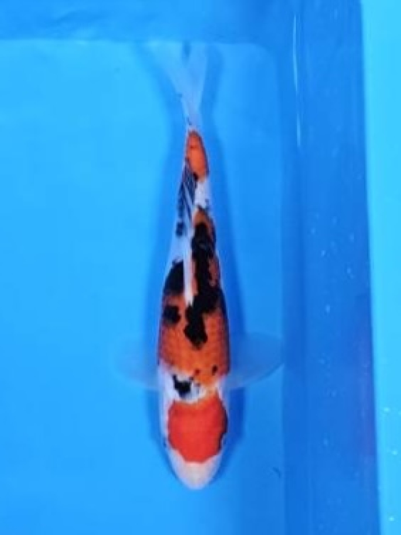 大正三色