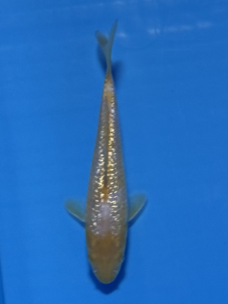 銀鱗変わり鯉