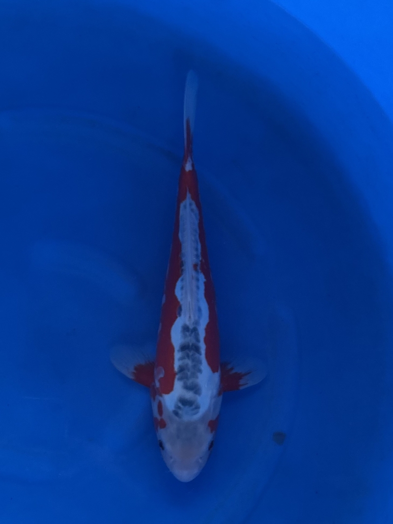 浅黄