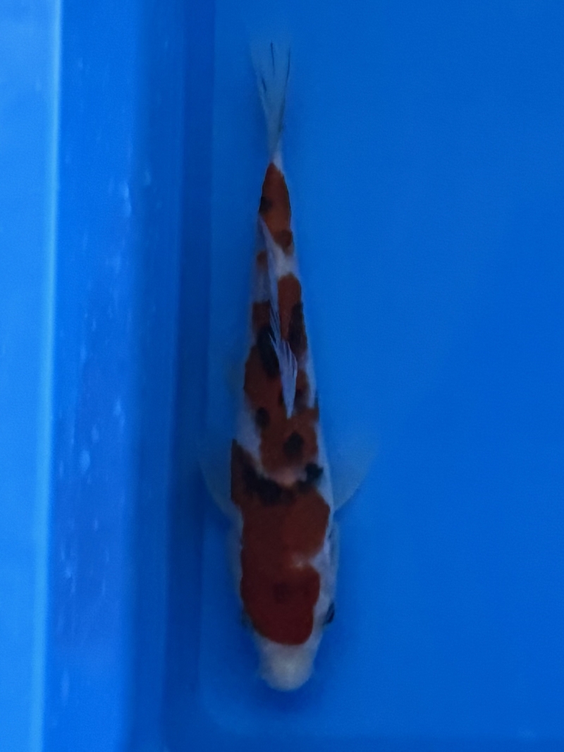 大正三色