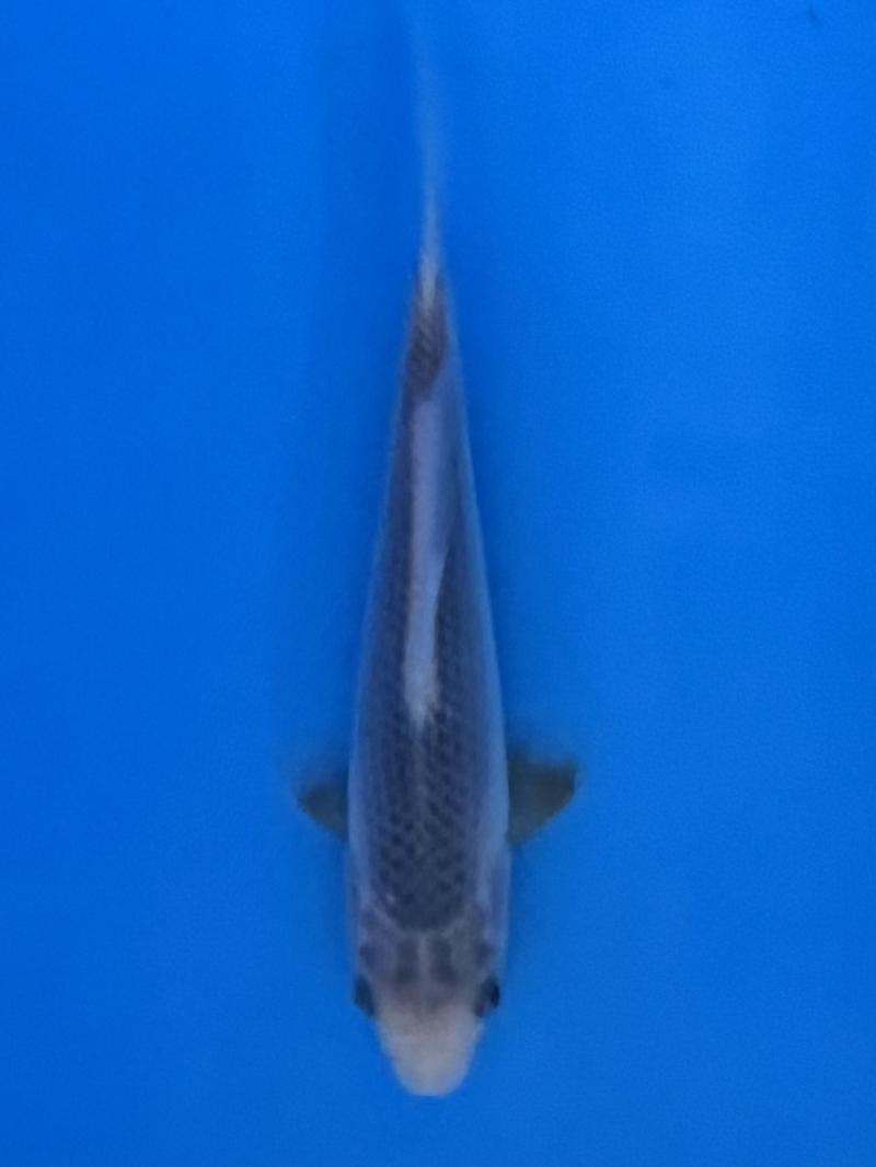 浅黄