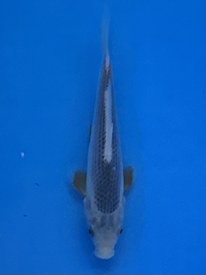 浅黄