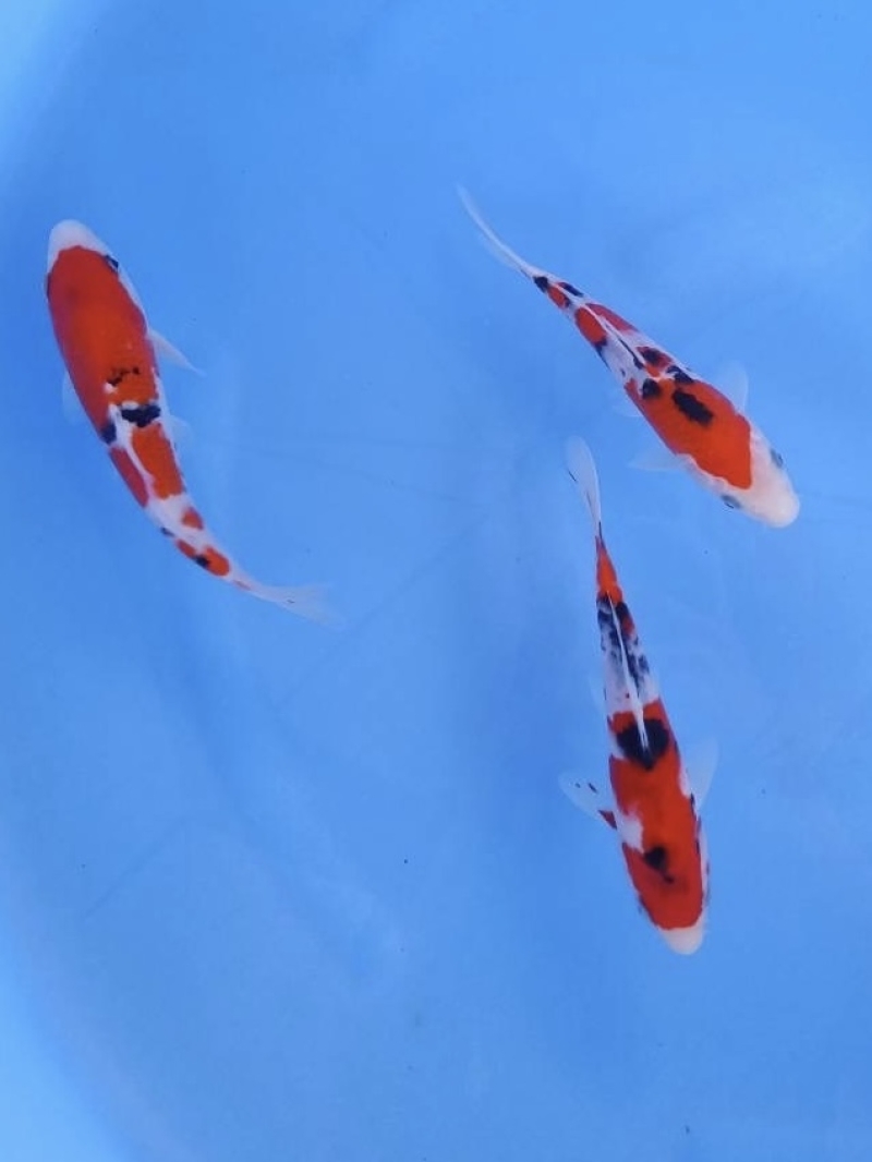 大正三色3匹セットNo.1