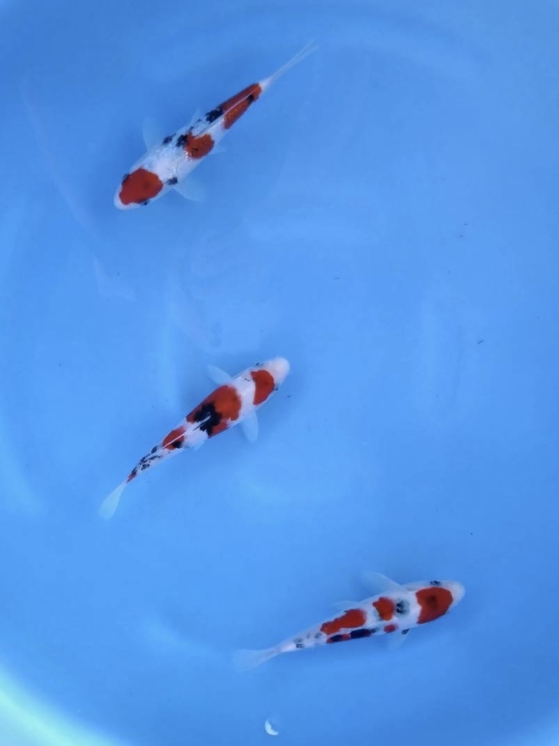 大正三色3匹セットNo.2