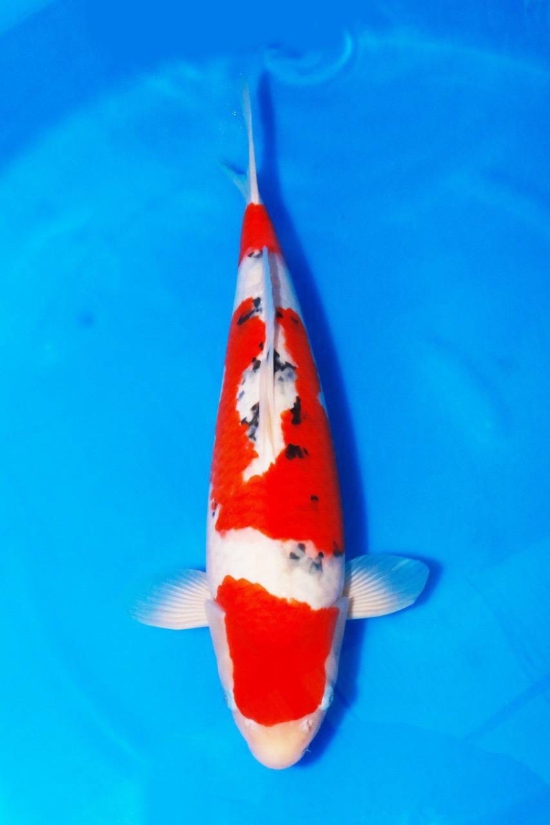 ★Special 大正三色★