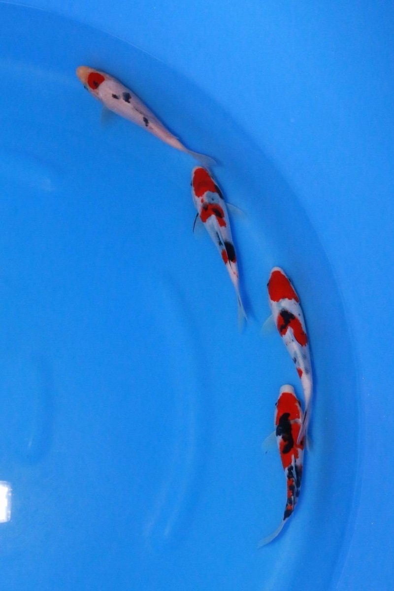 御三家丹頂MIX4匹セット