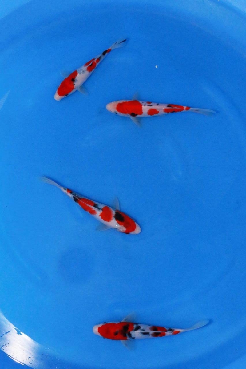 大正三色4匹セット