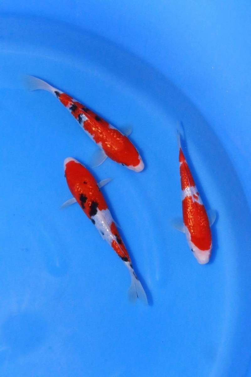 銀鱗御三家3匹セット