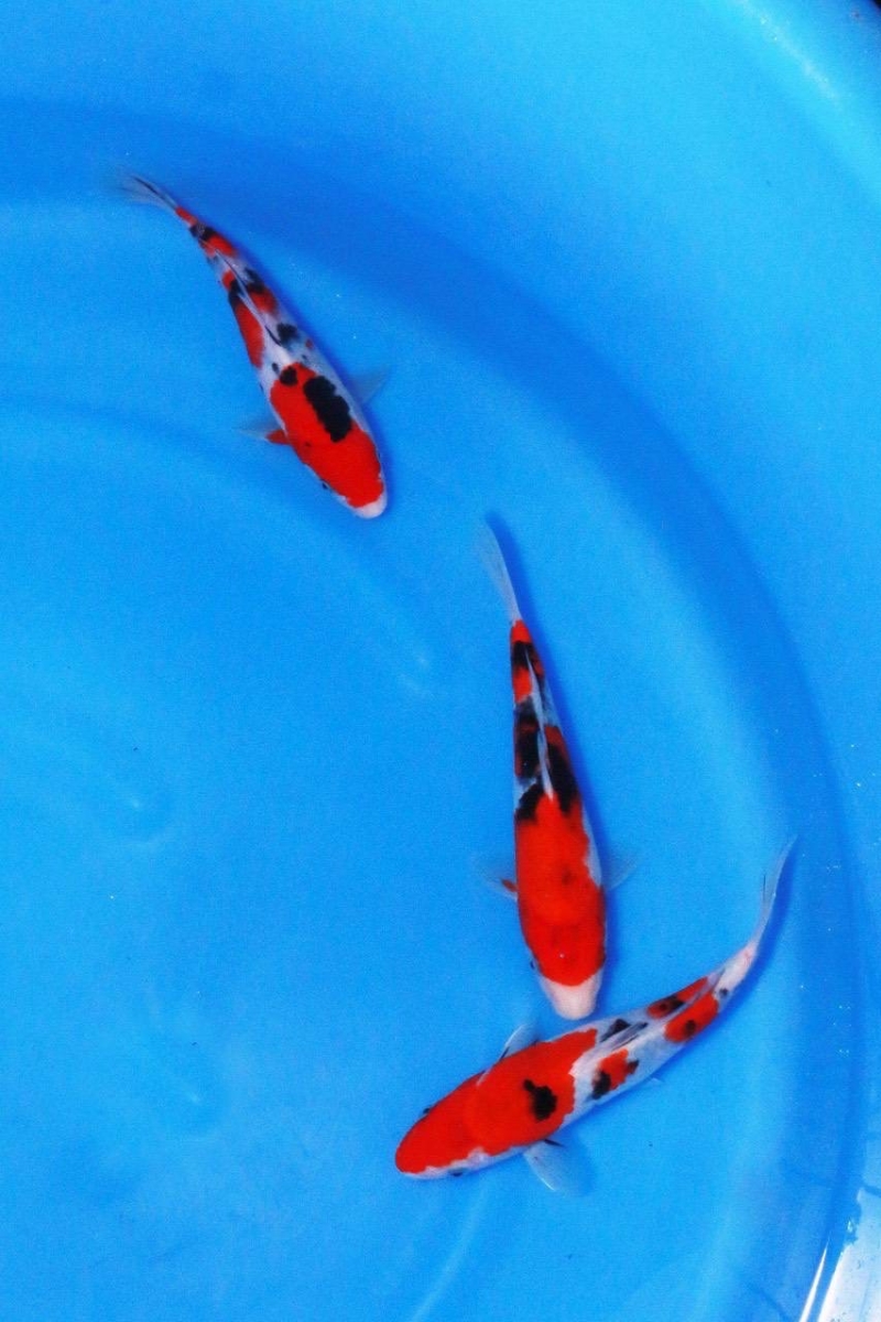 大正三色3匹セット