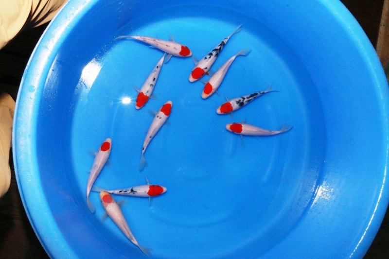 丹頂10匹セット