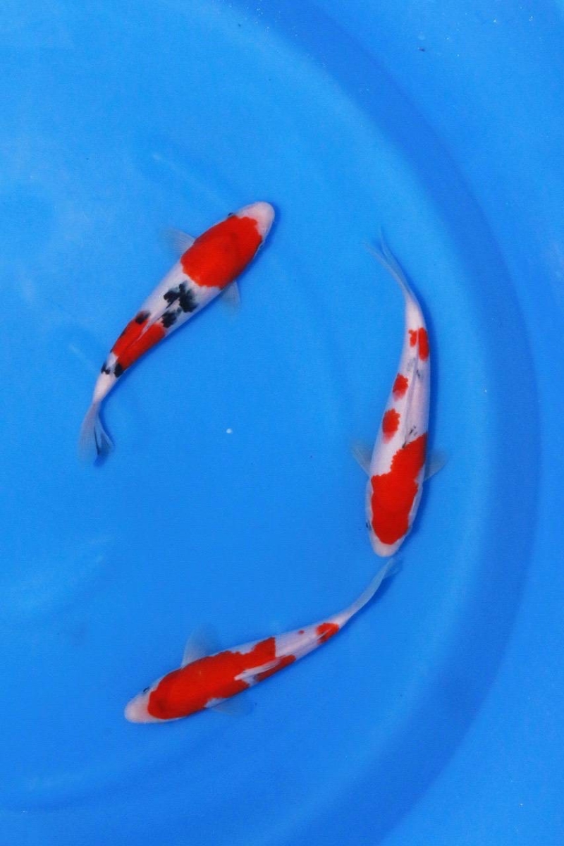 大正三色3匹セット