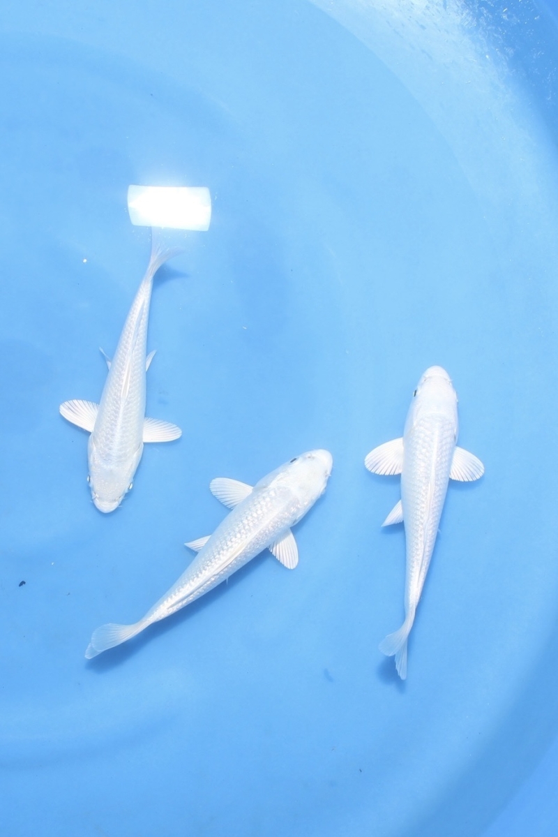 プラチナセット