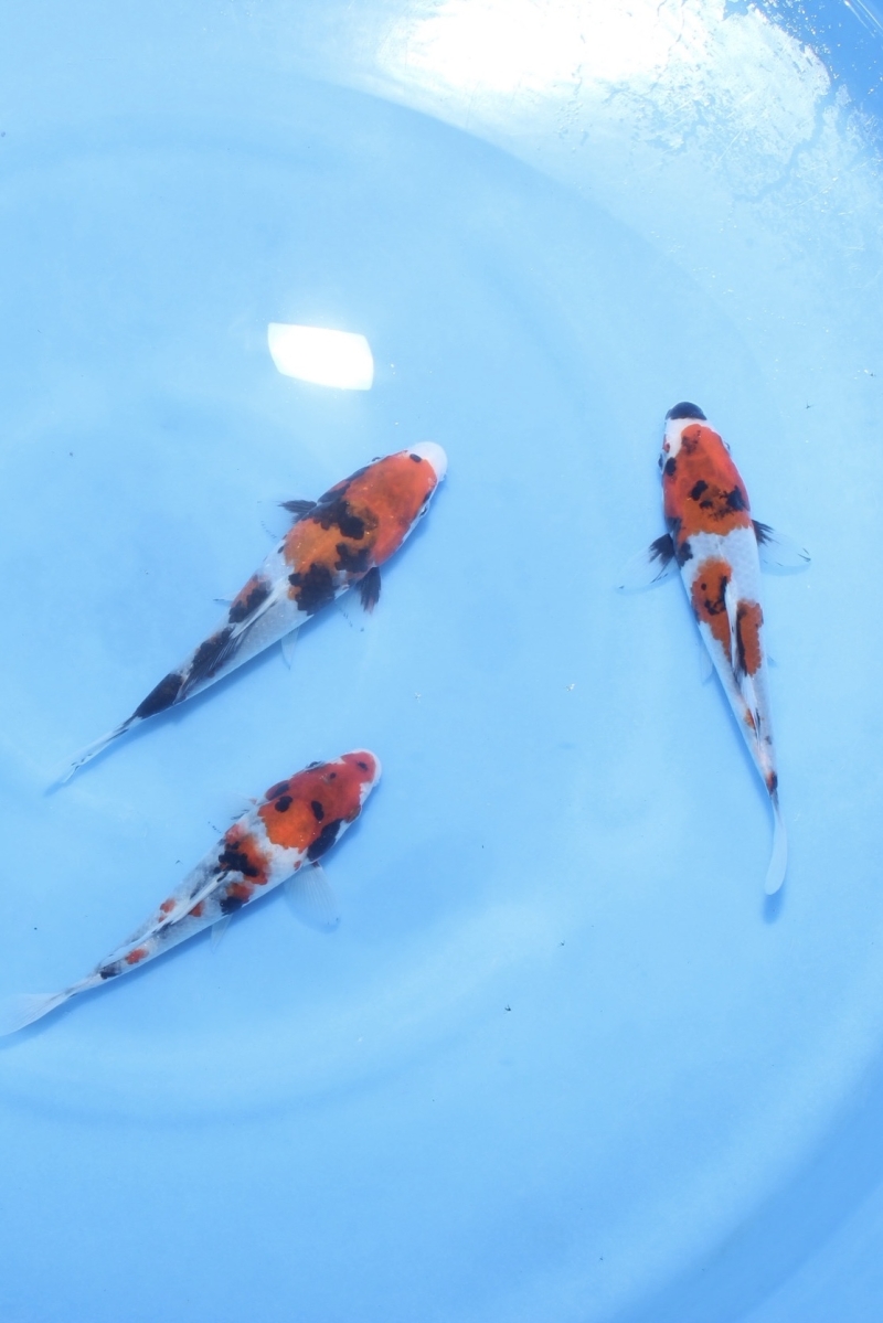 昭和三色セット