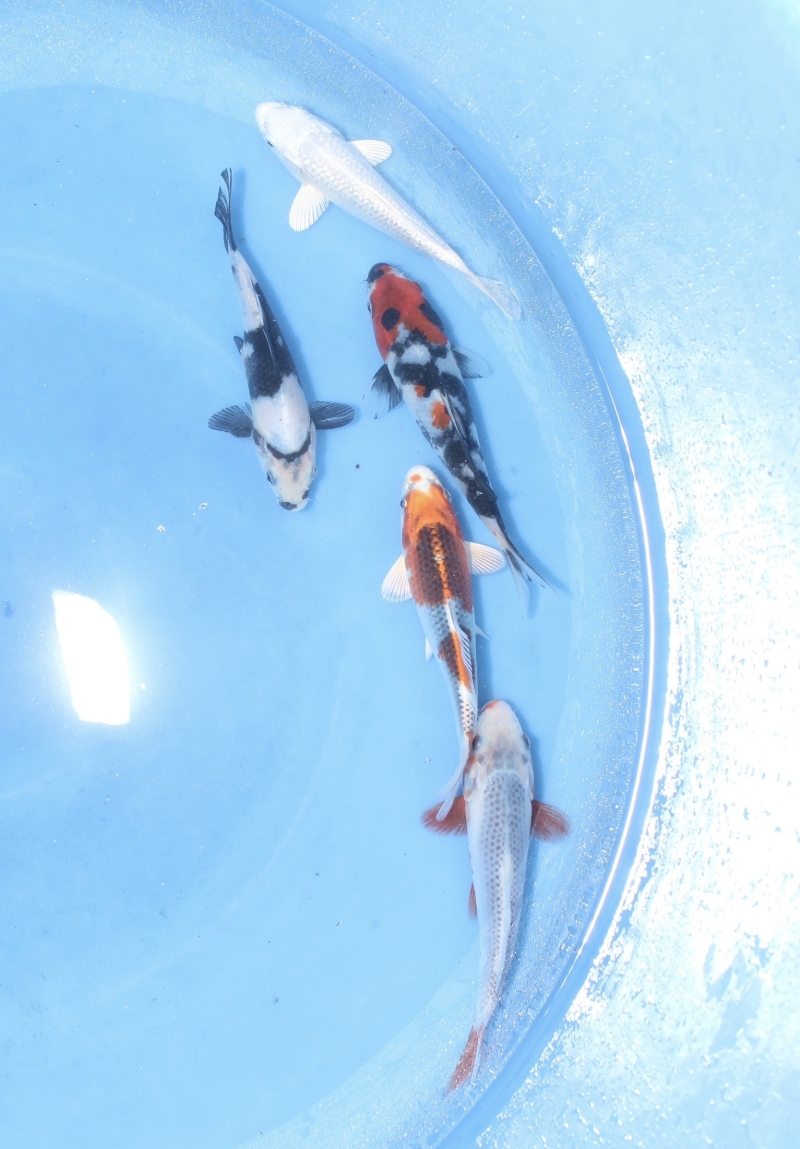 当歳5匹MIXセット