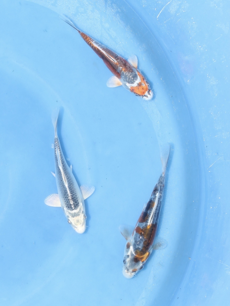 変わり鯉セット