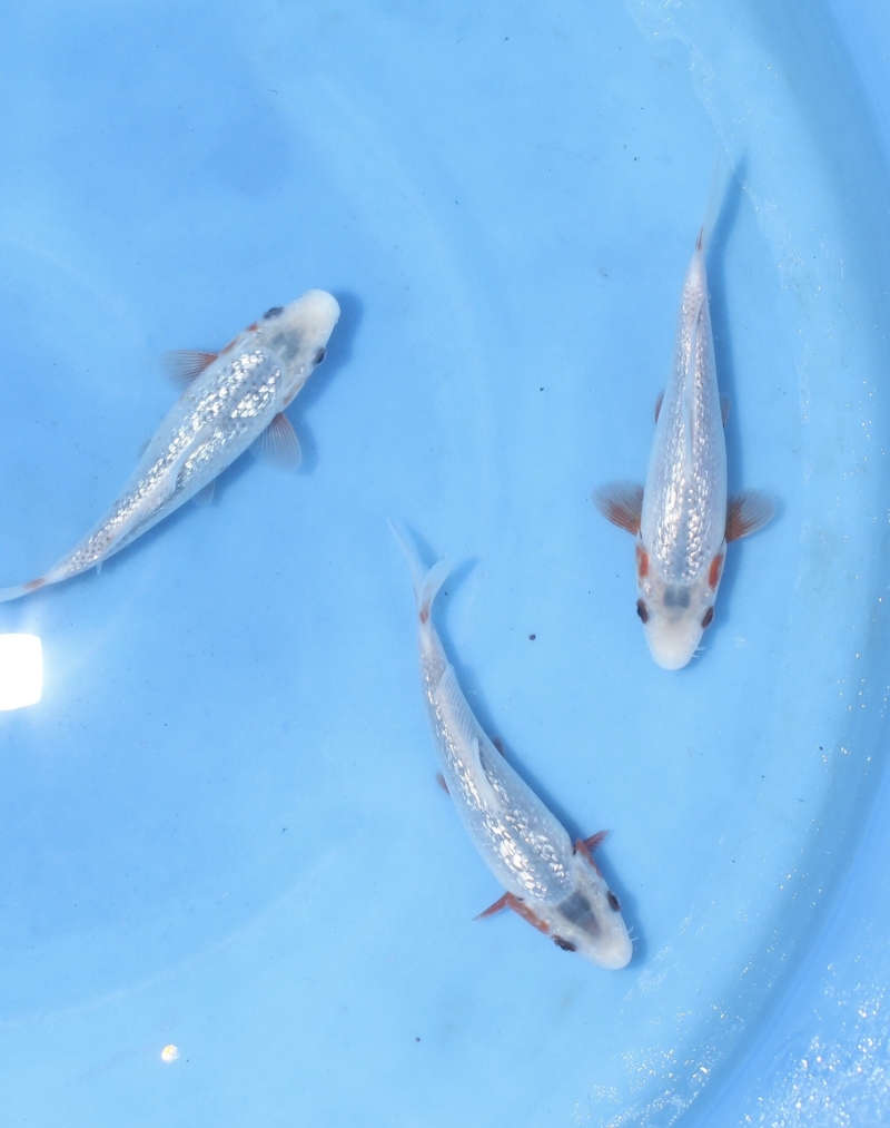 銀鱗浅黄セット