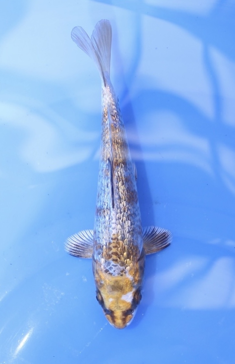 銀鱗黄金落ち葉